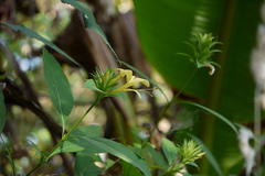 Barleria prionitis